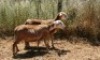 2X MEATMASTER OOI/EWE Thaba Meatmasters (x Money) - 5