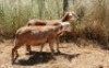2X MEATMASTER OOI/EWE Thaba Meatmasters (x Money) - 6