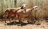 2X MEATMASTER OOI/EWE Thaba Meatmasters (x Money) - 7