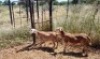 2X MEATMASTER OOI/EWE Thaba Meatmasters (x Money) - 8