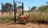 2X MEATMASTER OOI/EWE Thaba Meatmasters (x Money) - 9
