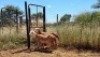 2X MEATMASTER OOI/EWE Thaba Meatmasters (x Money) - 10