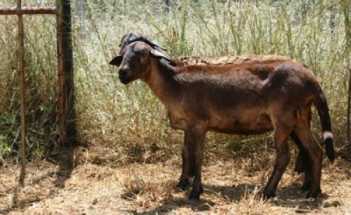 2X MEATMASTER OOI/EWE Thaba Meatmasters (x Money)