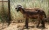 2X MEATMASTER OOI/EWE Thaba Meatmasters (x Money)