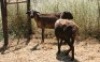 2X MEATMASTER OOI/EWE Thaba Meatmasters (x Money) - 2