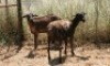 2X MEATMASTER OOI/EWE Thaba Meatmasters (x Money) - 3