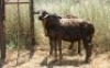 2X MEATMASTER OOI/EWE Thaba Meatmasters (x Money) - 4