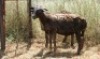 2X MEATMASTER OOI/EWE Thaba Meatmasters (x Money) - 5