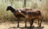 2X MEATMASTER OOI/EWE Thaba Meatmasters (x Money) - 6