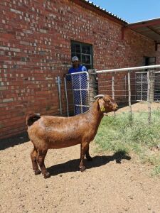 LOT 148 1X OOI/EWE Diamantveld Kalahari Reds STOET