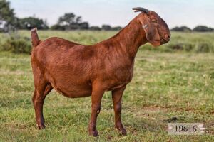 LOT 129 1X OOI/EWE Diamantveld Kalahari Reds KUDDE