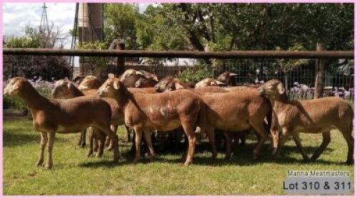 LOT 310 10X COMMERCIAL MEATMASTER OOI/EWE - MANNA MEATMASTERS (PER STUK OM LOT TE NEEM/PER PIECE TO TAKE THE LOT)