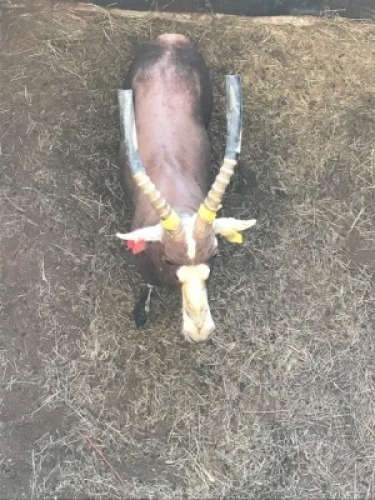 1X Blesbok M:1 17 3/4"