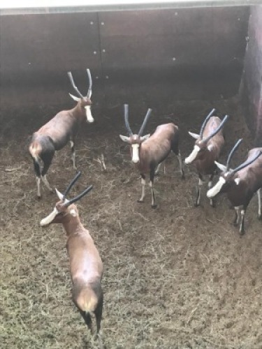 5X Blesbok V/F:5 (Per Piece to take the lot/Per stuk om lot te neem)