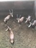 5X Blesbok V/F:5 (Per Piece to take the lot/Per stuk om lot te neem)