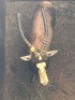 1X Blesbok M:1 17 1/2"