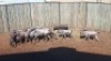 9X Blouwildebees V/F:6 (Per Piece to take the lot/Per stuk om lot te neem)