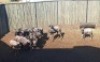 9X Blouwildebees V/F:6 (Per Piece to take the lot/Per stuk om lot te neem) - 2