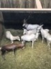 5X Blesbok Wit V/F:4 (Per Piece to take the lot/Per stuk om lot te neem) - 3