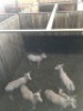 5X Blesbok Wit V/F:4 (Per Piece to take the lot/Per stuk om lot te neem) - 4