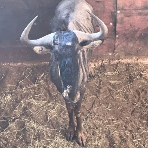 1X Blouwildebees M:1