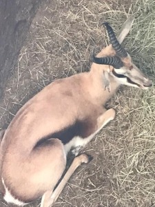 1X Springbok M:1