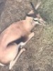 1X Springbok M:1 - 2