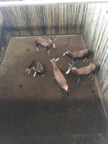 4X Blesbok V/F:4 (Per Piece to take the lot/Per stuk om lot te neem)