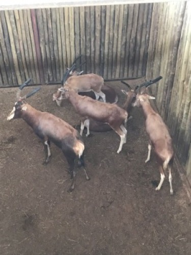 5X Blesbok Koper V/F:4 (Per Piece to take the lot/Per stuk om lot te neem)