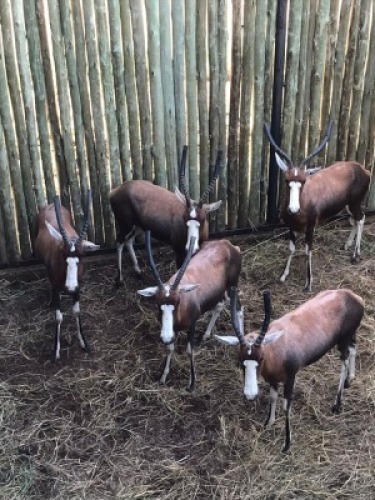 5X Blesbok V/F:5 (Per Piece to take the lot/Per stuk om lot te neem)