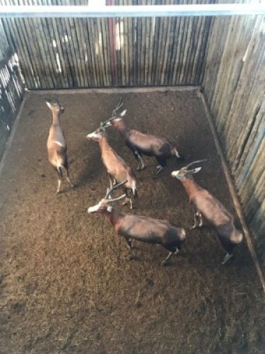 5X Blesbok V/F:5 (Per Piece to take the lot/Per stuk om lot te neem)