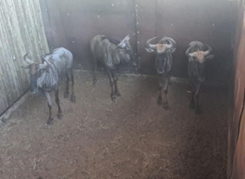 4X Blouwildebees 4 V/F: (Per Piece to take the lot/Per stuk om lot te neem)