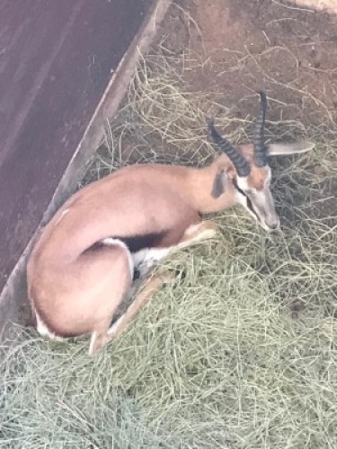 1X Springbok M:1