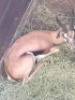 1X Springbok M:1 - 2