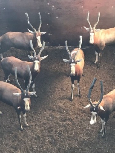 6X Blesbok M:6 (Per Piece to take the lot/Per stuk om lot te neem)