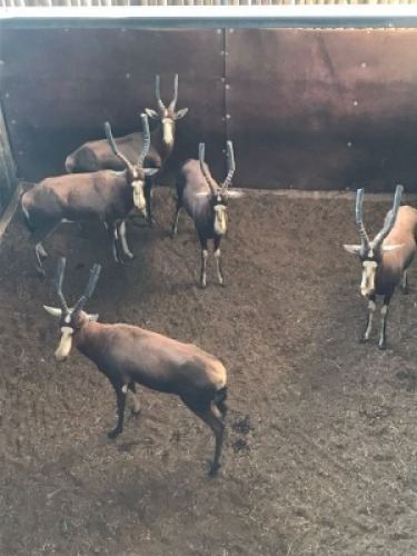 5X Blesbok M:5 (Per Piece to take the lot/Per stuk om lot te neem)
