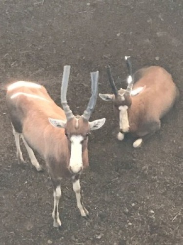 2X Blesbok M:2 (Per Piece to take the lot/Per stuk om lot te neem)