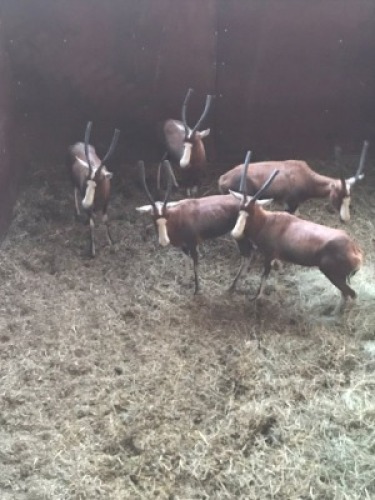 5X Blesbok V/F:5 (Per Piece to take the lot/Per stuk om lot te neem)