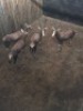 4X Blesbok V/F:4 (Per Piece to take the lot/Per stuk om lot te neem)
