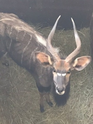 1X Njala M:1