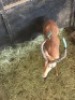 3X Rooibok M:3 (Per Piece to take the lot/Per stuk om lot te neem) - 2