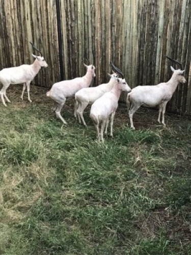 5X Blesbok Wit M:1 V/F:4 (Per Piece to take the lot/Per stuk om lot te neem)