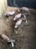 5X Blesbok V/F:5 (Per Piece to take the lot/Per stuk om lot te neem) - 2