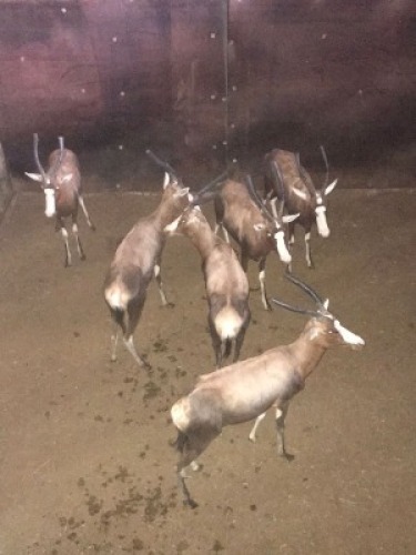 6X Blesbok V/F:6 (Per Piece to take the lot/Per stuk om lot te neem)