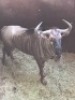 1X Blouwildebees M:1