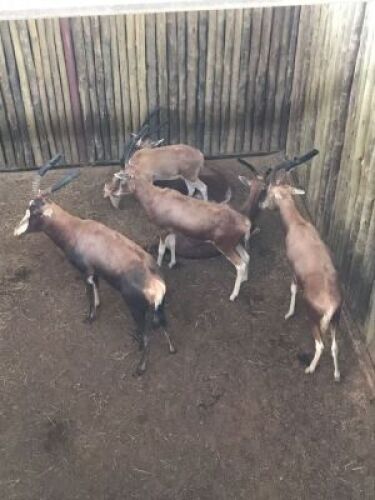 1X Blesbok M:1 17 1/8"