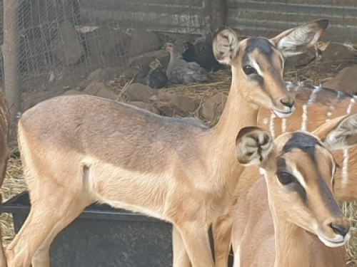 1X Impala rammetjie - Saddleback