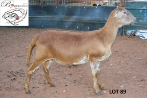 1X MEATMASTER OOI/EWE B3 Genetics (PTY) Ltd(x Money)