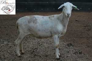 1X MEATMASTER OOI/EWE B3 Genetics (PTY) Ltd(x Money)