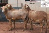 3X MEATMASTER OOI/EWE B3 Genetics (PTY) Ltd (x Money)